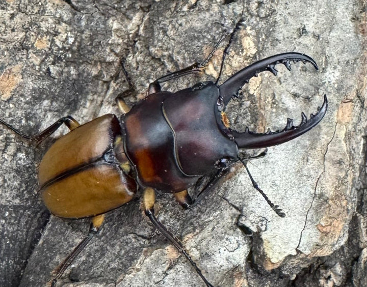 【WF1】《ブルイジンノコギリ タリアブ島産 35mm ペア》Moro氏ブリード個体