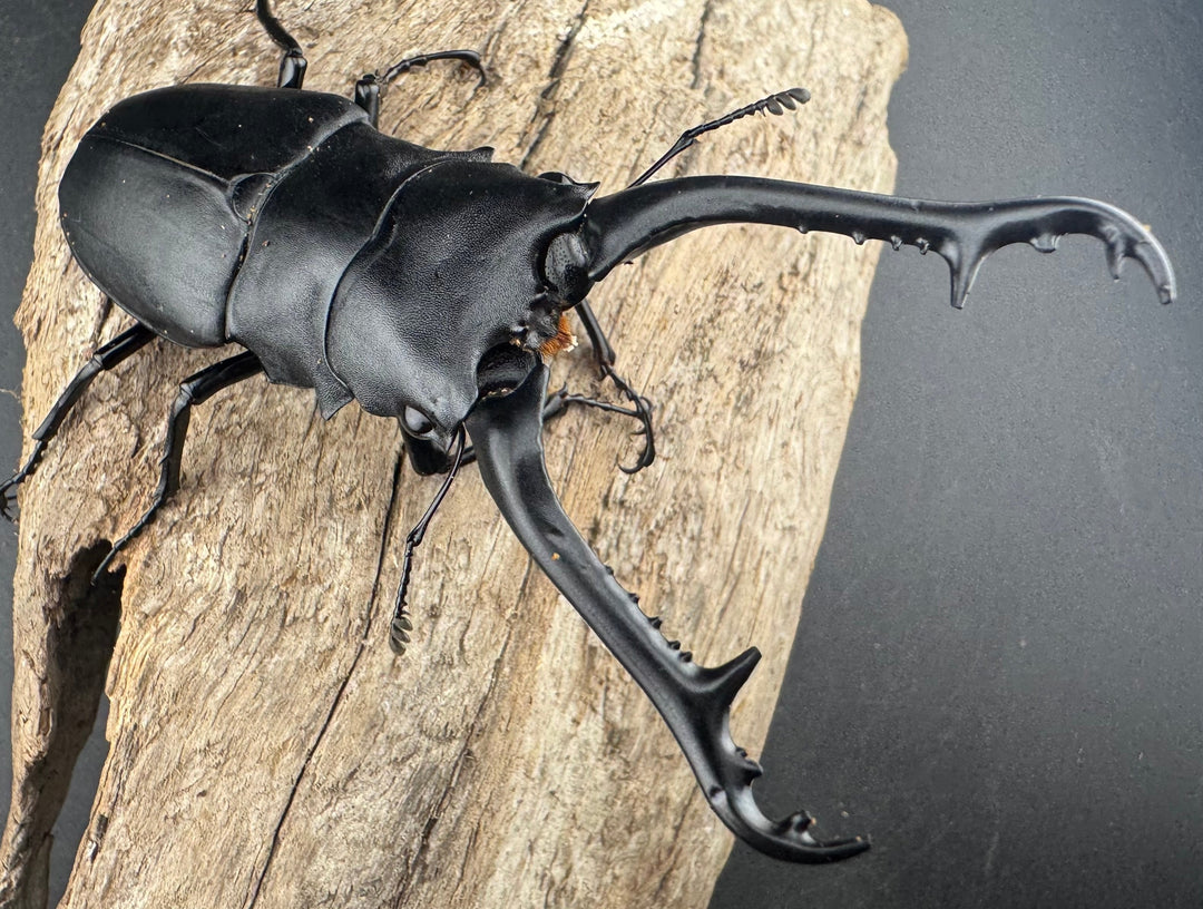 【WD】《 ギラファノコギリ亜種ケイスケ 96.5mm A’品ペア》