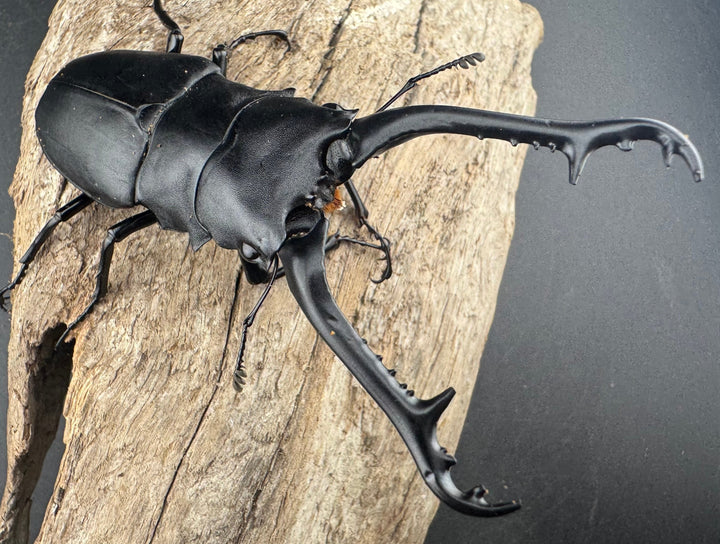 【WD】《 ギラファノコギリ亜種ケイスケ 96.5mm A’品ペア》