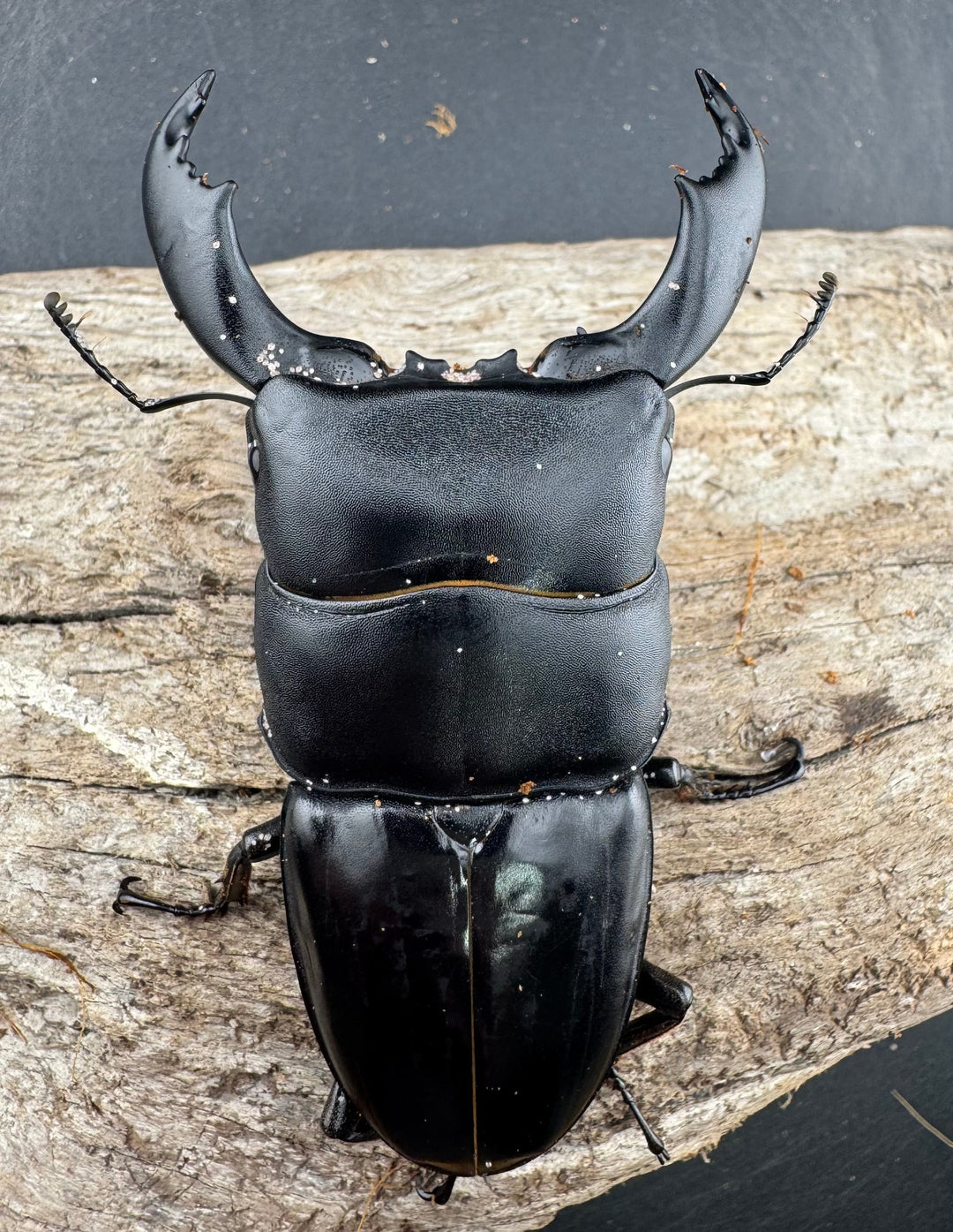 【WD】《スマトラオオヒラタ ベンクール産 86mm ペア》