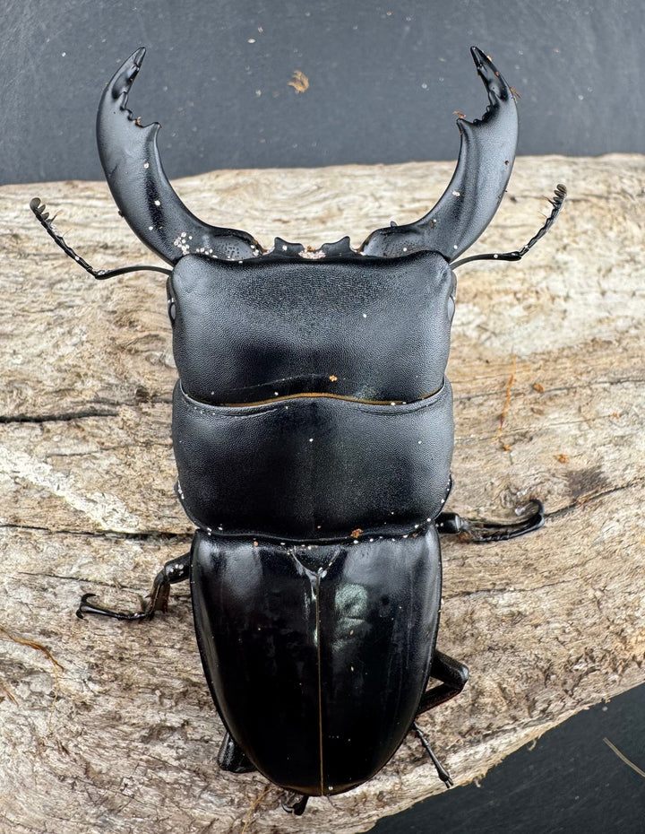 【WD】《スマトラオオヒラタ ベンクール産 86mm ペア》