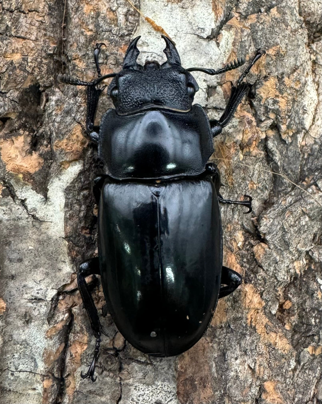 【WD】《セアカフタマタ（パリーフタマタ） 75mm ペア》