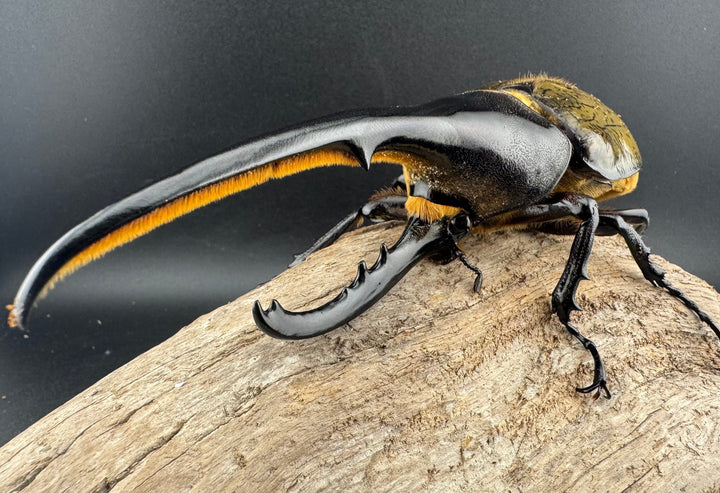 《ヘラクレス・ヘラクレス 147mm ペア》