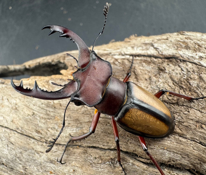 【WD】《ラエトゥスミヤマクワガタ 43mm ペア》