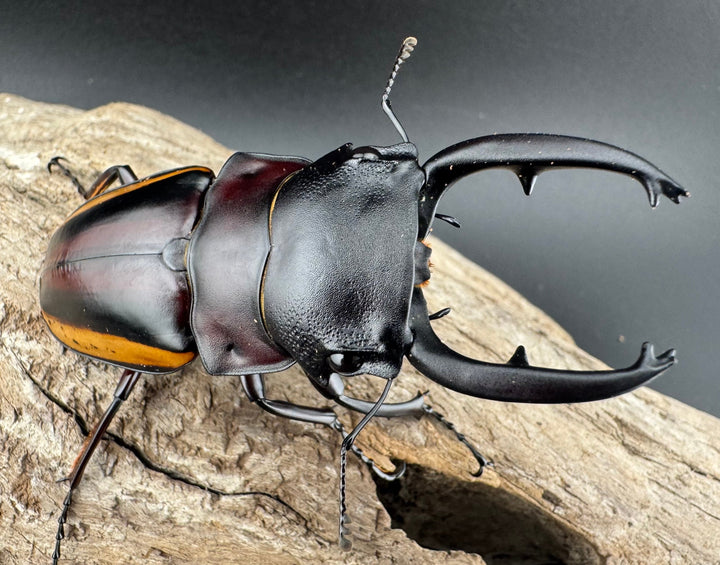 【WD】《スチーブンスツヤ亜種duivenbodei 大歯 74.5mm ペア》