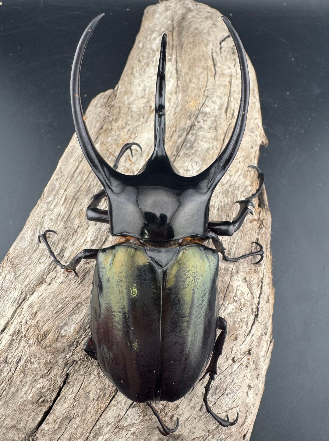 【WD】《ジャワコーカサスオオカブト 96mm ペア》