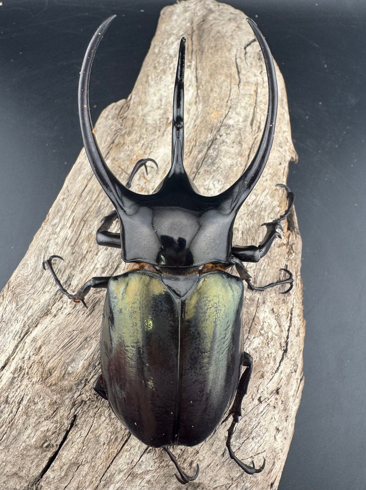 【WD】《ジャワコーカサスオオカブト 96mm ペア》