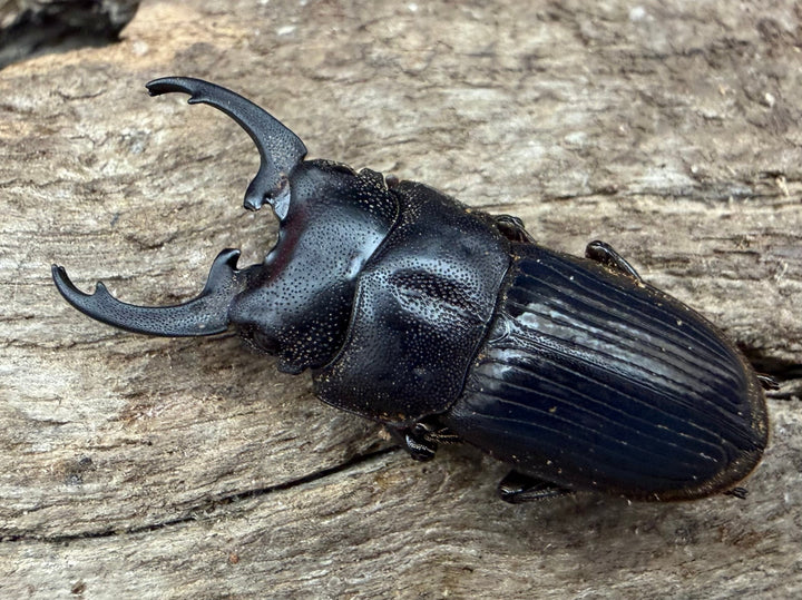 【WD】《インプレッシコリスネブト亜種patprici 26.5mm ペア》