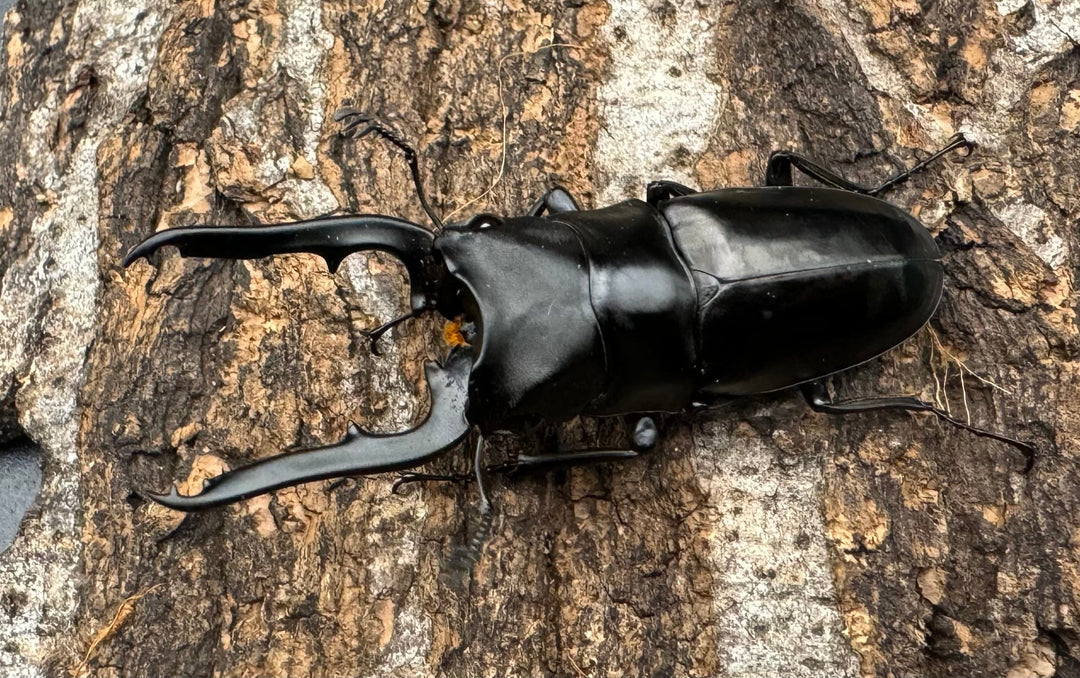 【WD】《ミンダナオ産ブッダノコギリ 51mm ペア》