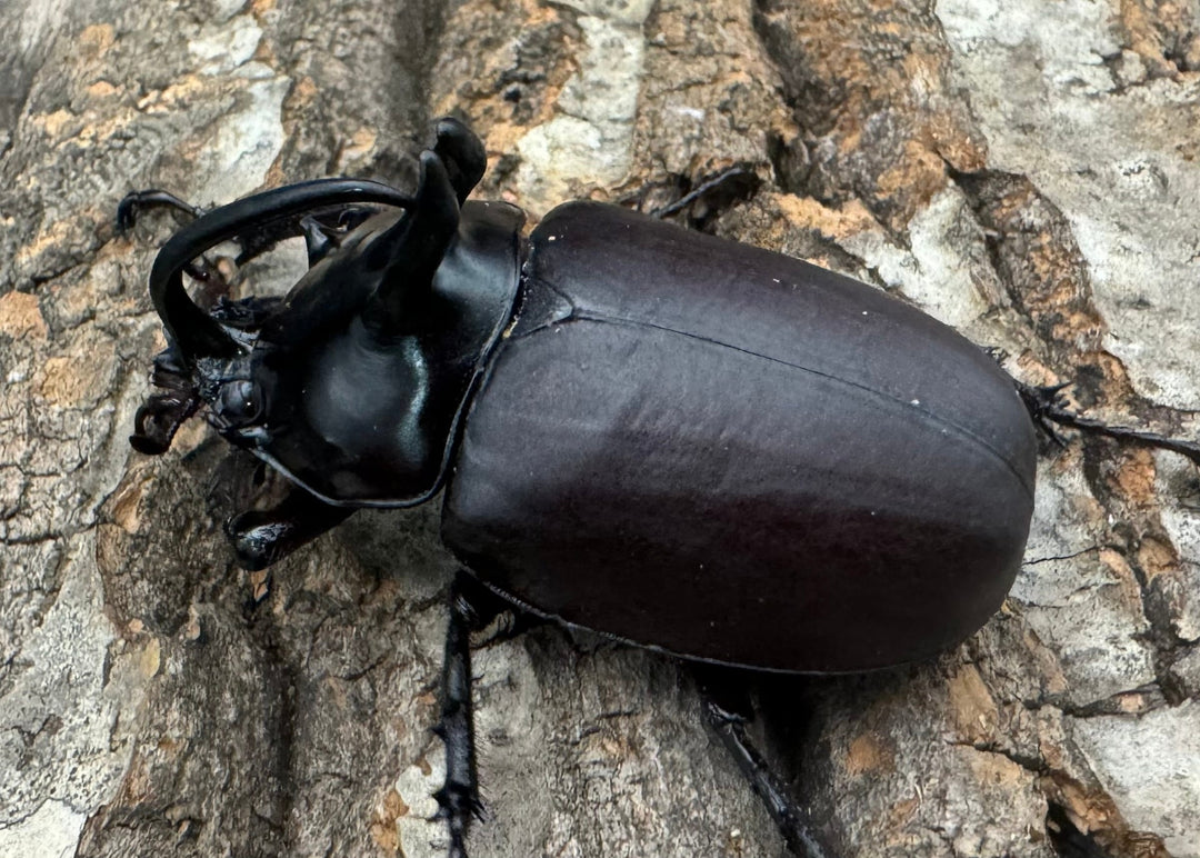 【WD】《ビルマニクス ゴホンツノ 58.5mm ペア》