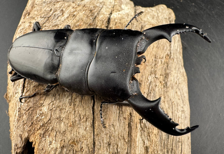 【WD】《ミンダナオヒラタ マラグサン産 79mm ペア》