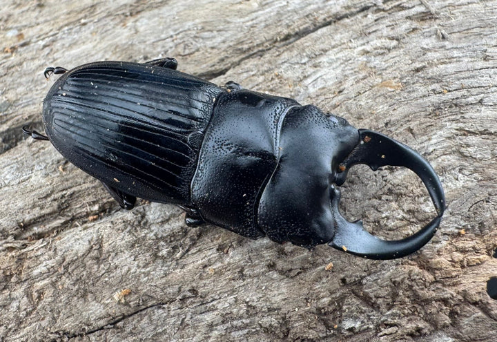 【WD】レア種《ミンダナオネブト 31.5mm ペア》