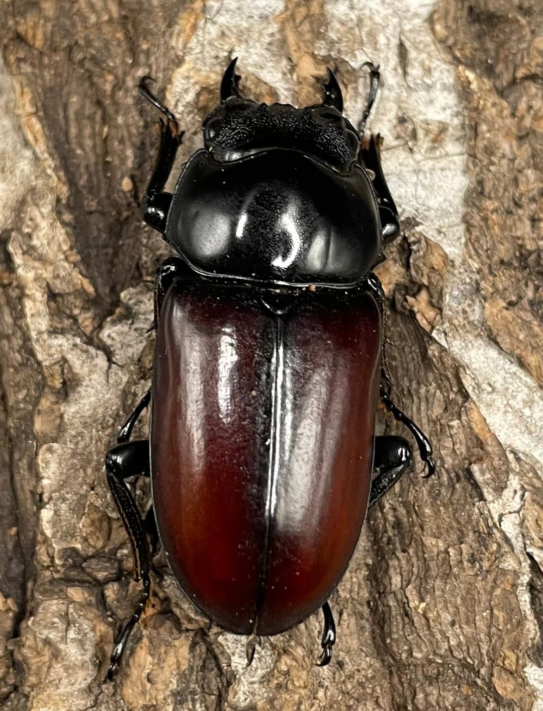 《アローコクワ亜種リエン 64mm ♂♀♀トリオ》