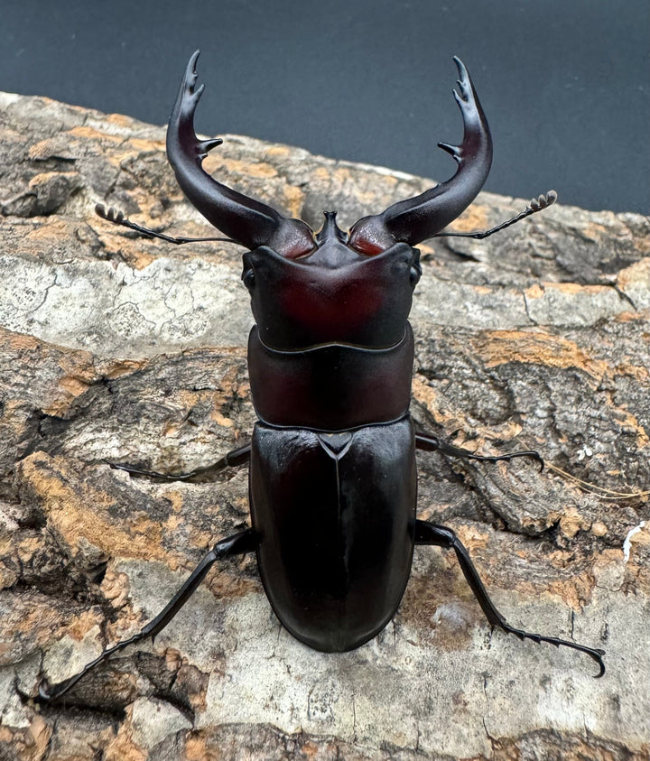 【WF1】《アマミノコギリクワガタ 赤タイプ 63mm ペア》