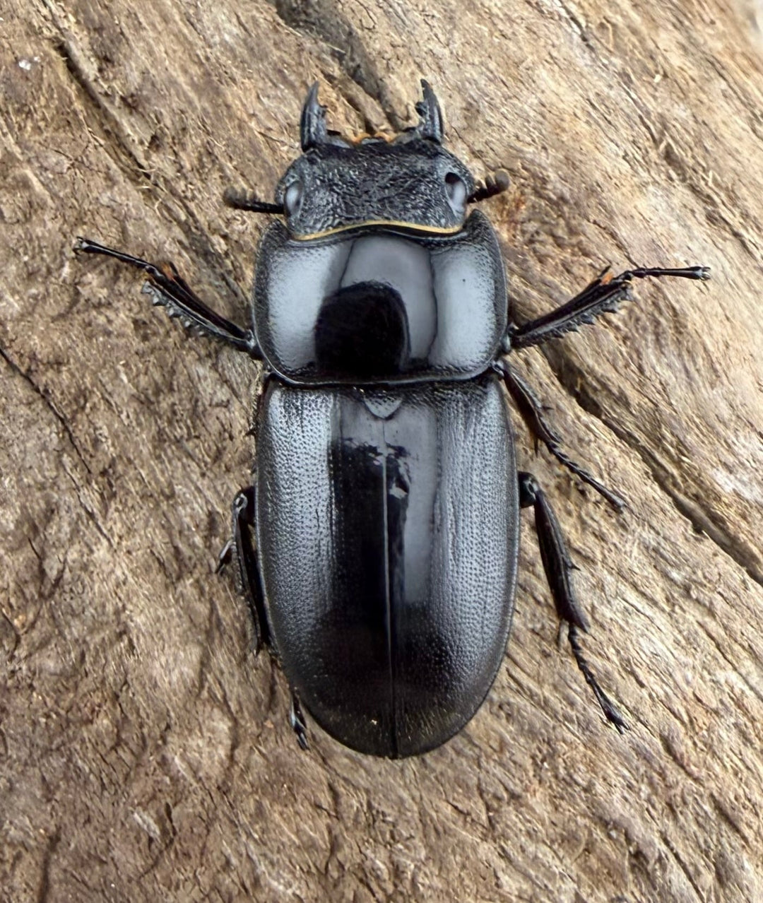 【WD】《タウルスヒラタ パラワン亜種 ロハス産 50mm ペア》