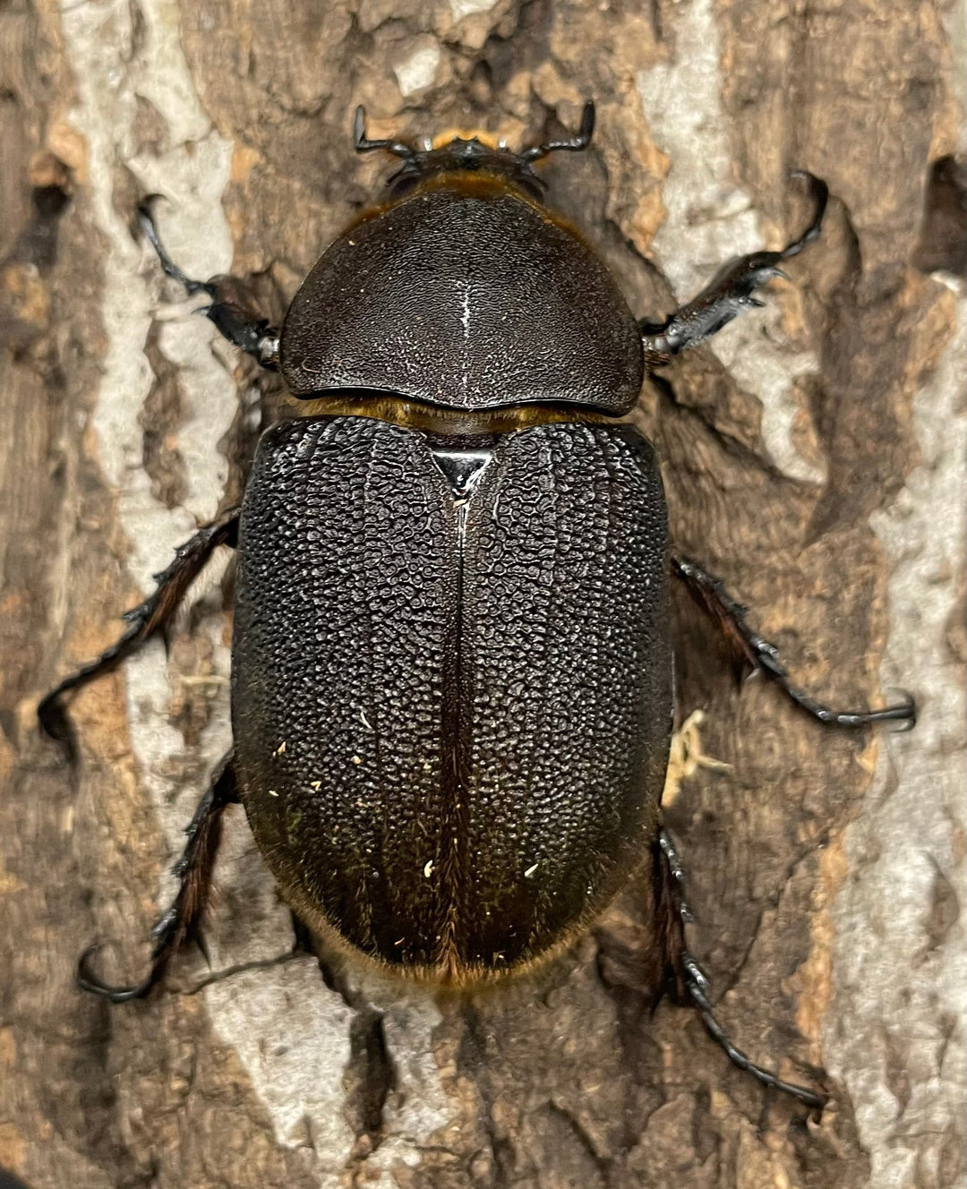 《ヘラクレス・ヘラクレス 126mm ペア》