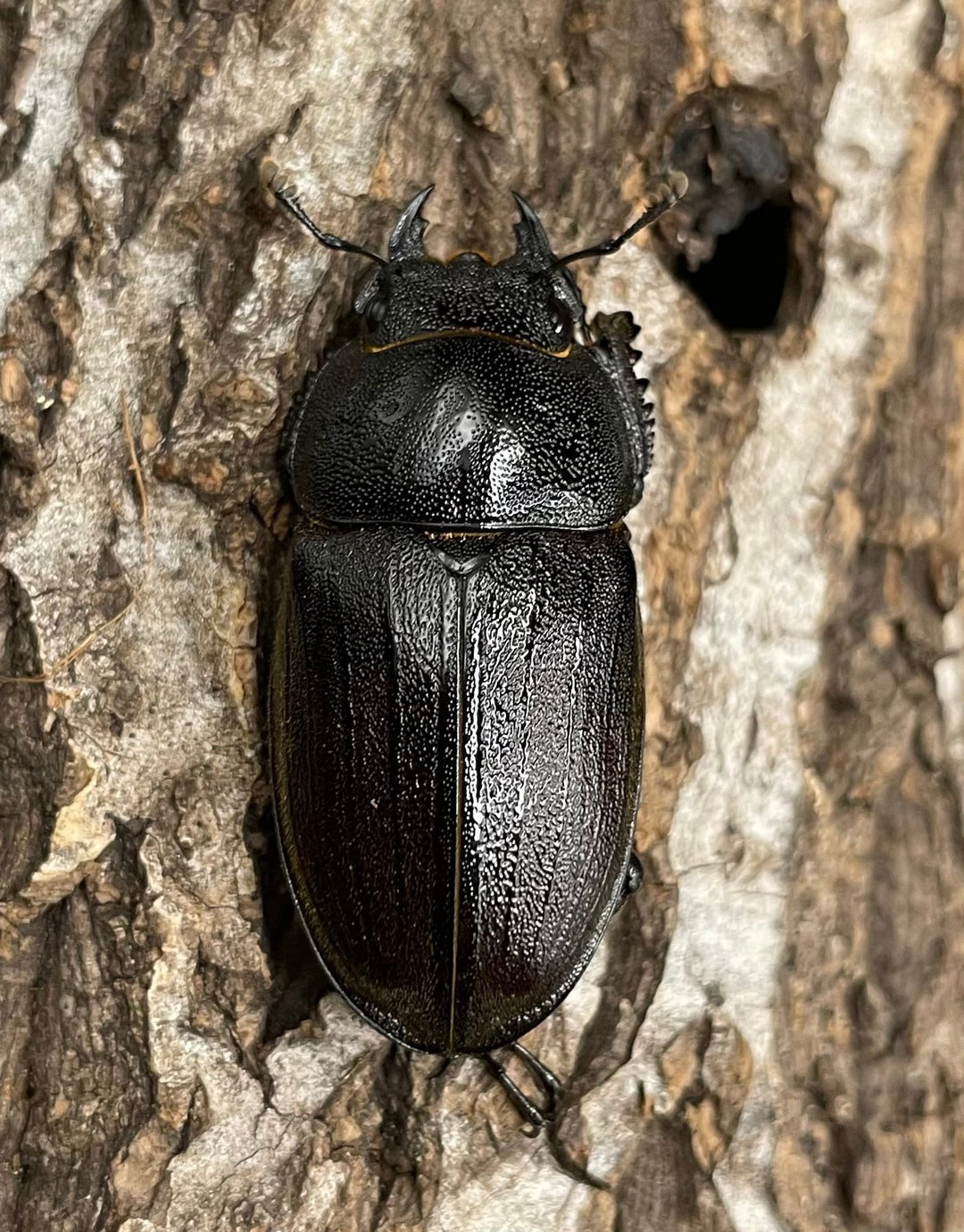 《アマミノコギリ 68mm ペア》