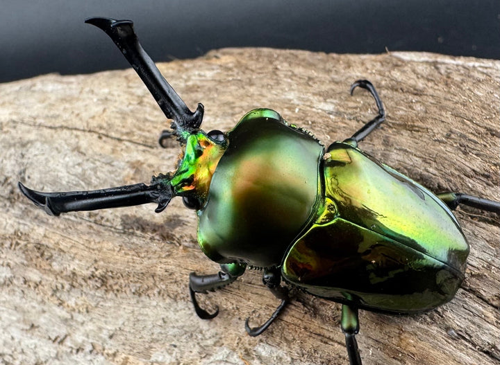 《ニジイロクワガタ 53mm ペア》