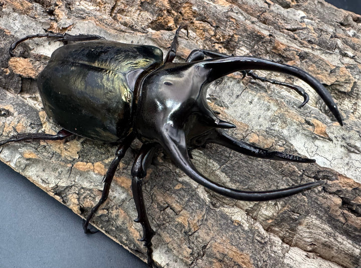 【WD】《ミンダナオアトラスオオカブト 95mm ペア》