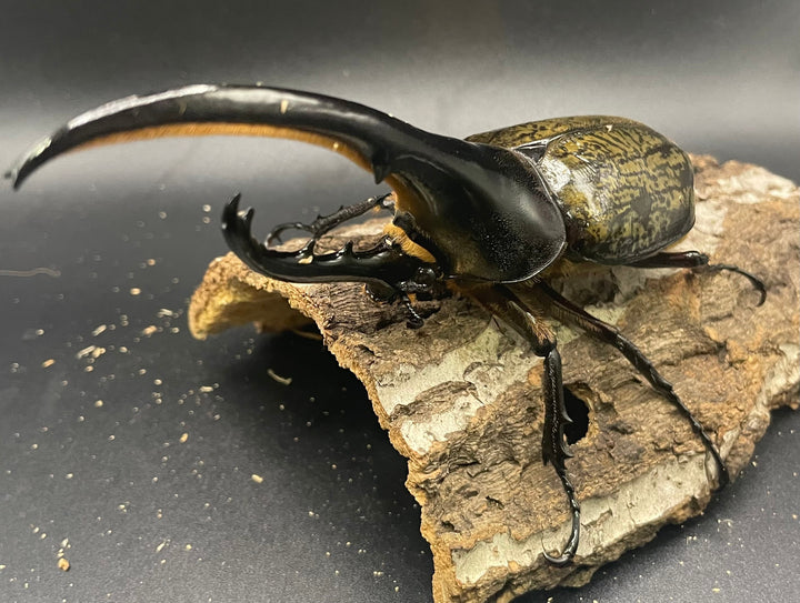 《ヘラクレス・ヘラクレス 145mm ペア》