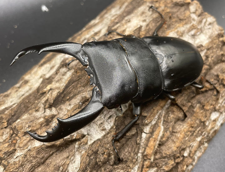 【WD】大型《カマリネスヒラタ 96mm ペア》