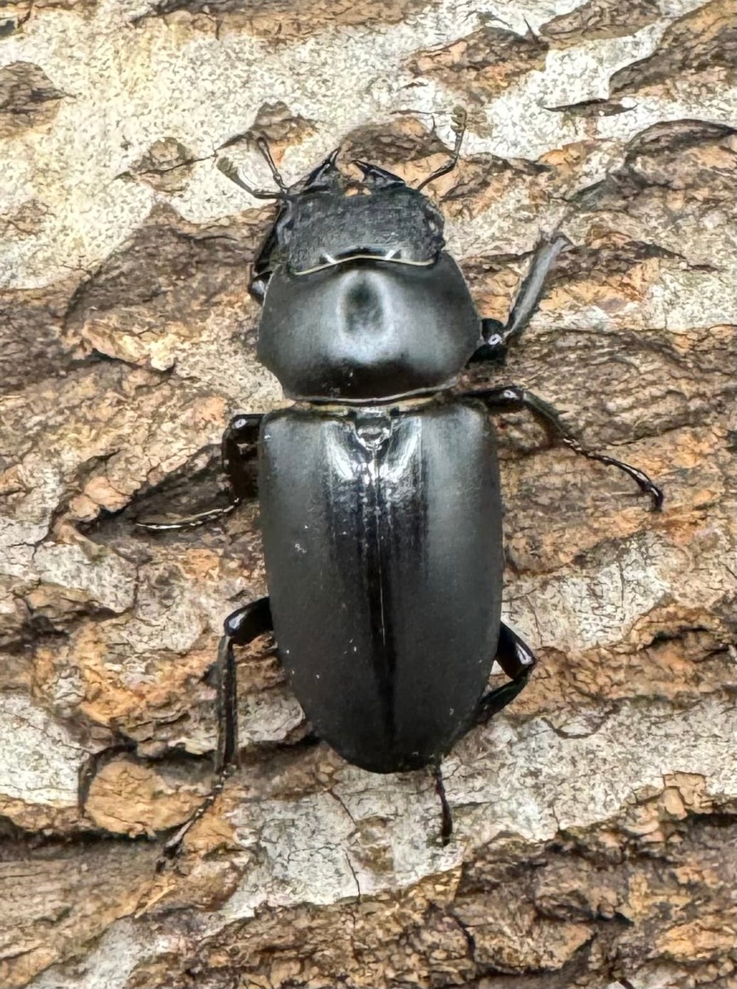 【WD】《ブラナウンコクワ 貢山産 55mm ペア》