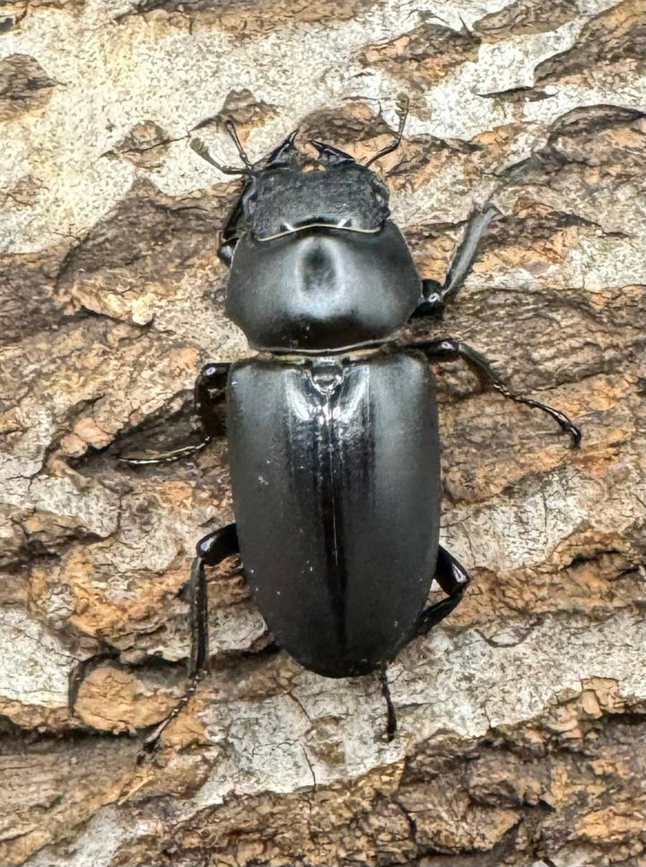 【WD】《ブラナウンコクワ 貢山産 55mm ペア》