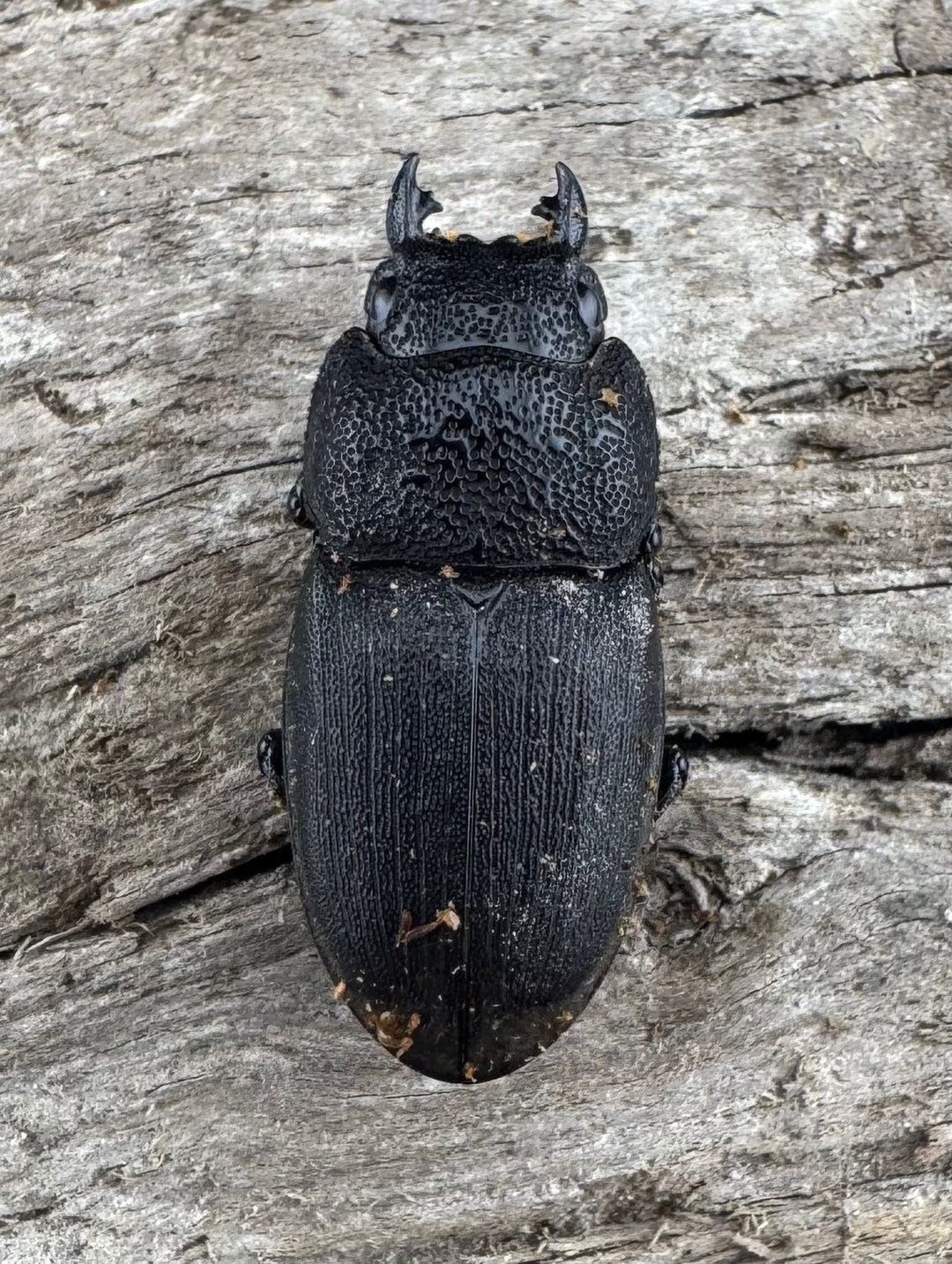 【WD】《フィリピンネブト亜種バンガイエンシス 34.5mm ペア》