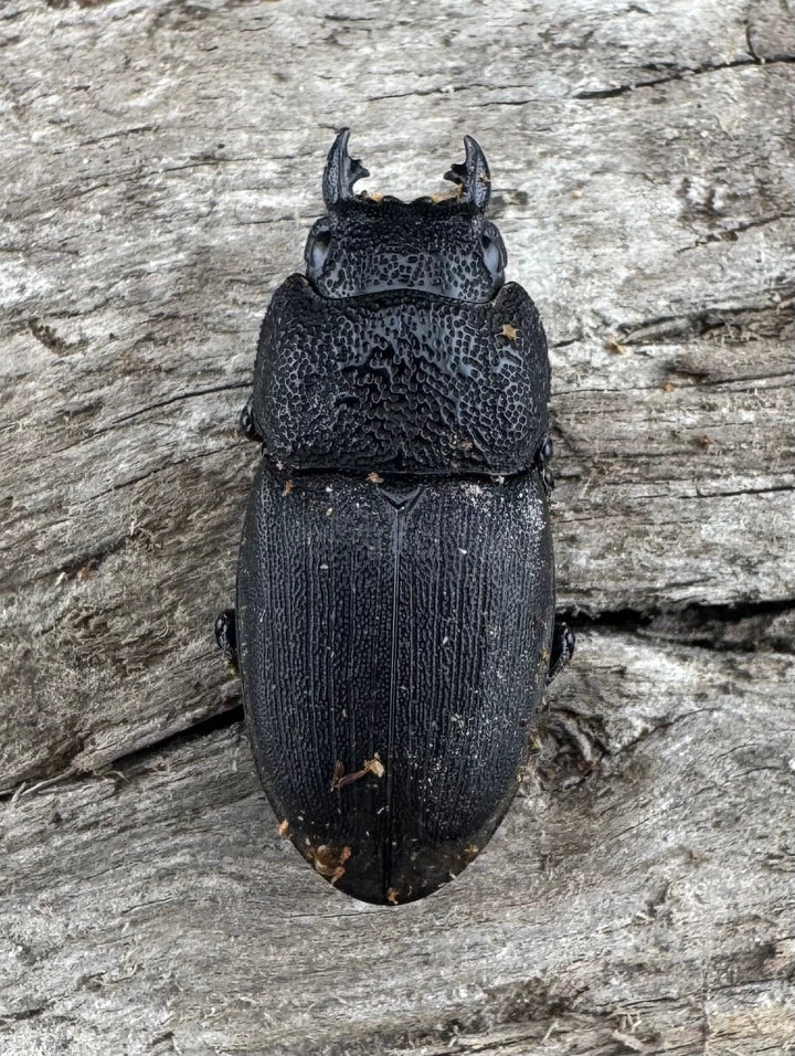 【WD】《フィリピンネブト亜種バンガイエンシス 34.5mm ペア》