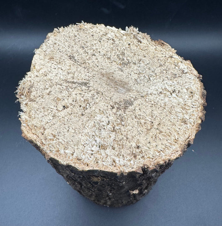 【12本セット】【3年物】産卵木 ナラ材 Lサイズ