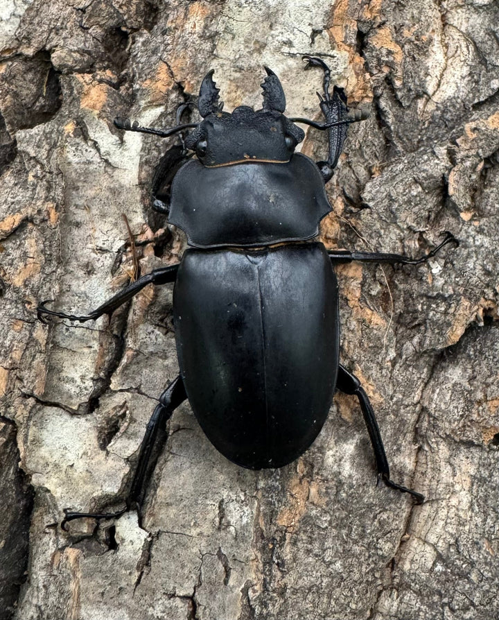 【WD】《アルケスツヤクワガタ 80-87mm ペア》