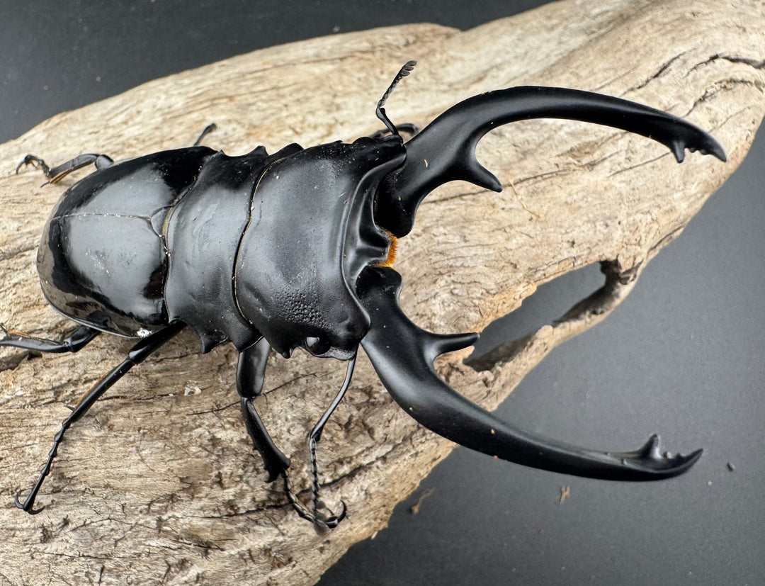 【WD】良型《インターメディアツヤクワガタ バタラザ産 92mm ペア》