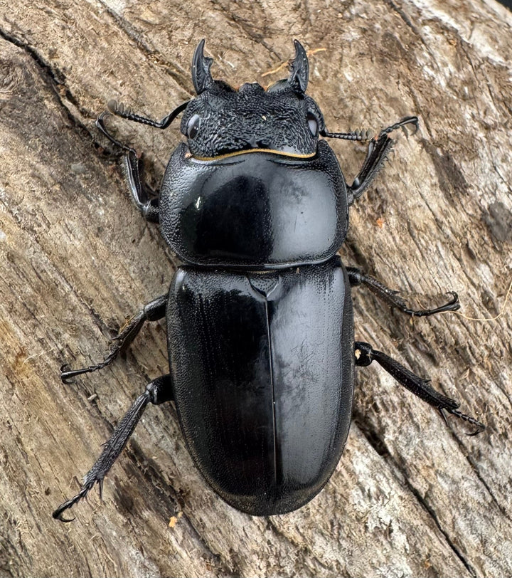 【WD】《ベトナムヒラタ ラオス産 78mm ペア》