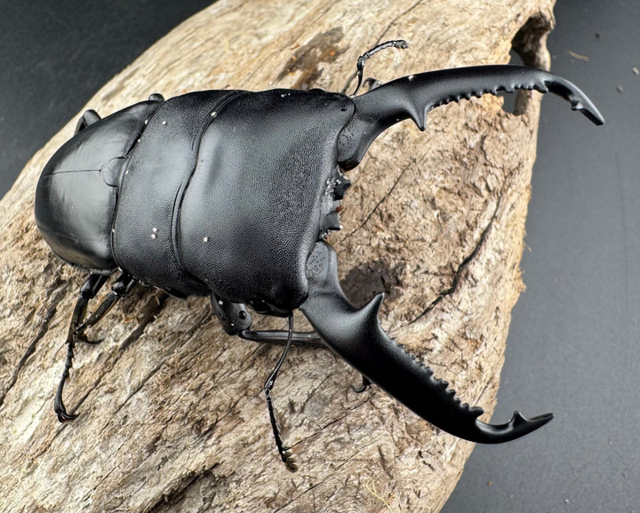 【WD】《パラワンオオヒラタ 87mm ペア》