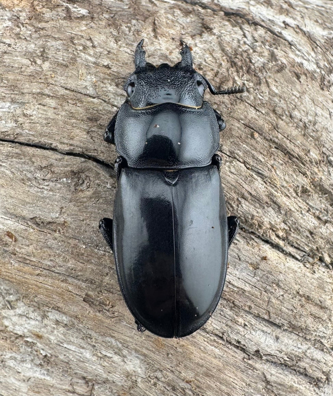 【WD】《マンディブラリスフタマタ 89.5mm ペア》