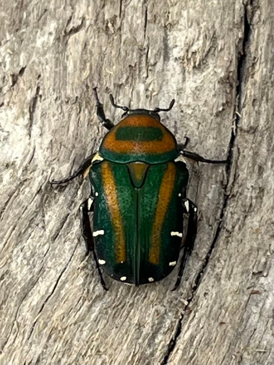 《ペテロビッツホソコハナムグリ Free ペア》