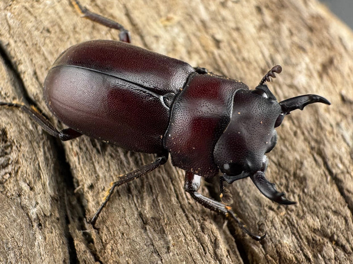 【WD】珍品《ジュクンドゥスヒメヒラタクワガタ Free ペア》