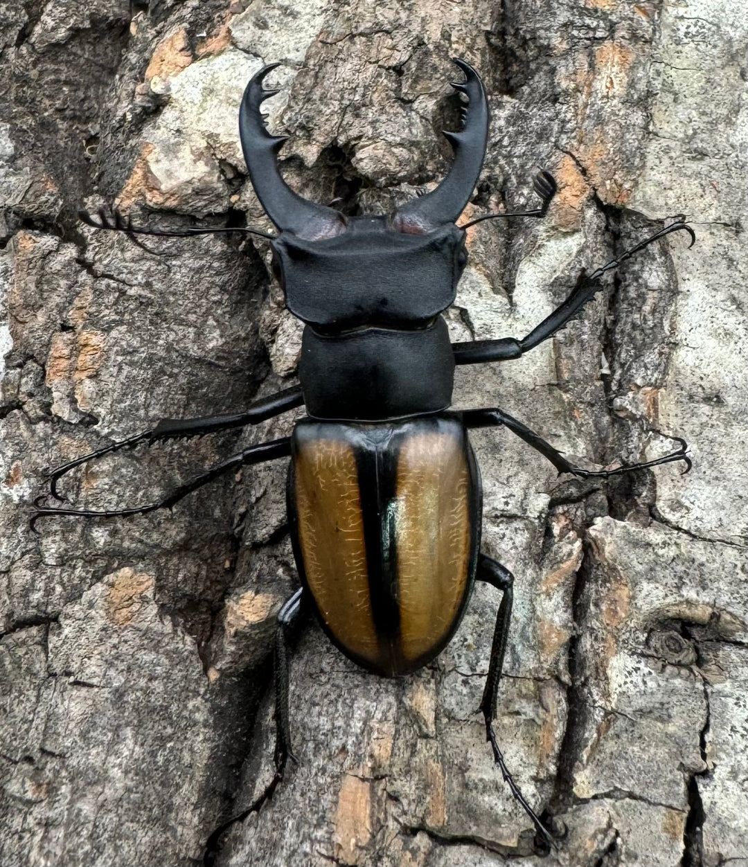 【WD】《パリーミヤマクワガタ 40mm ペア》