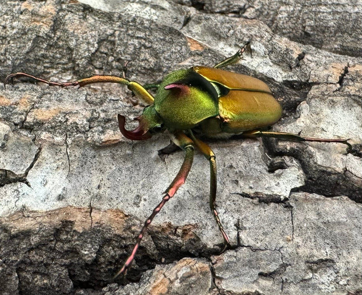 【WD】《ロドリゲスヒメカブトハナムグリ ペア》