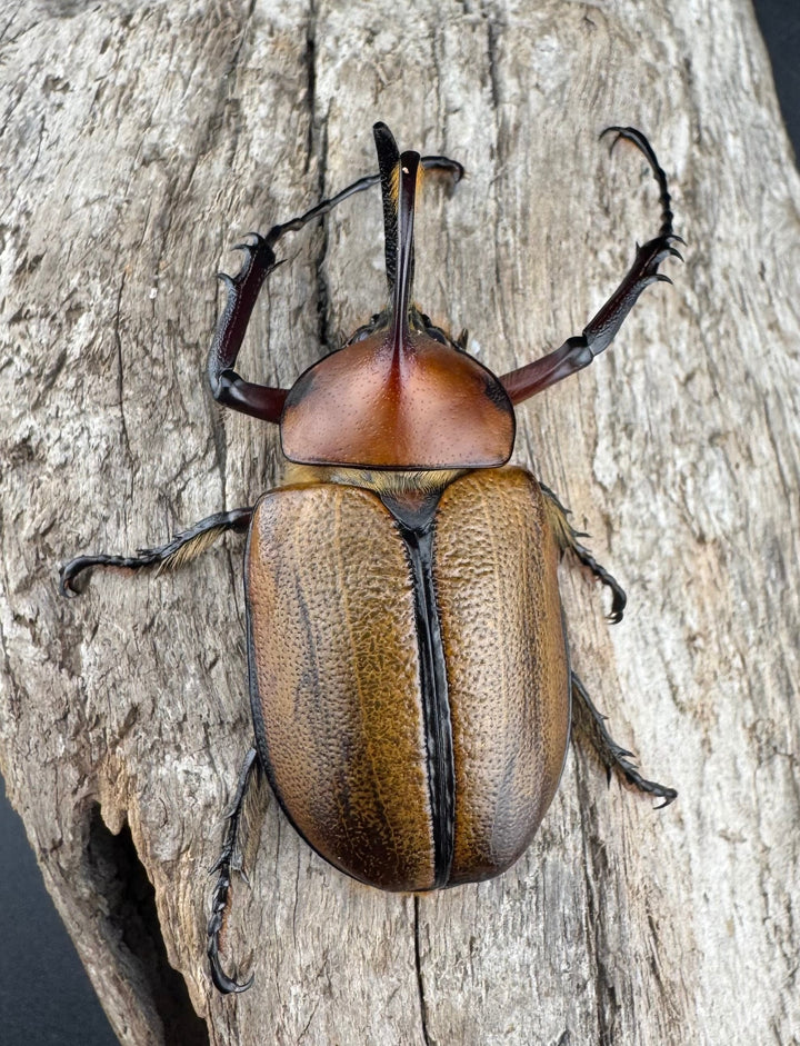 【WF3】《ゴロファ sp. Free ♂単》