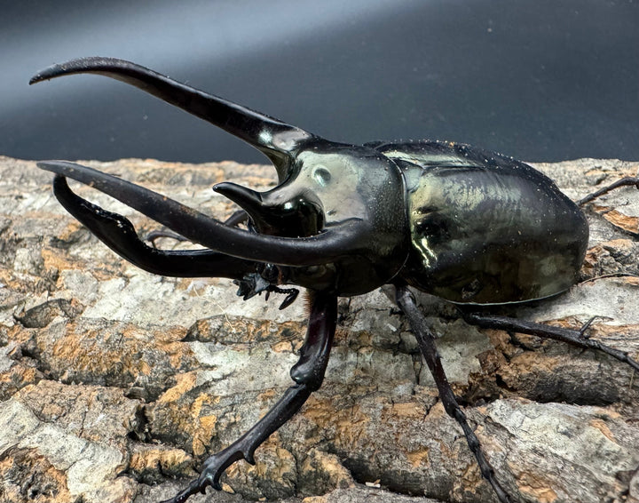 【WD】《ミンダナオアトラスオオカブト 91mm ペア》