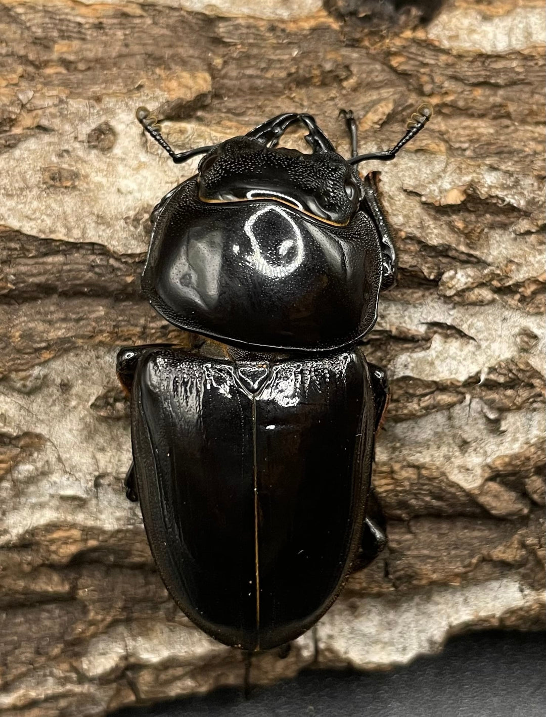 《インドグランディス亜種moriyai Garda95.0血統 83mm ペア》