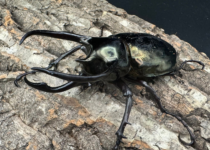 【WD】《ミンダナオアトラスオオカブト 96.5mm ペア》