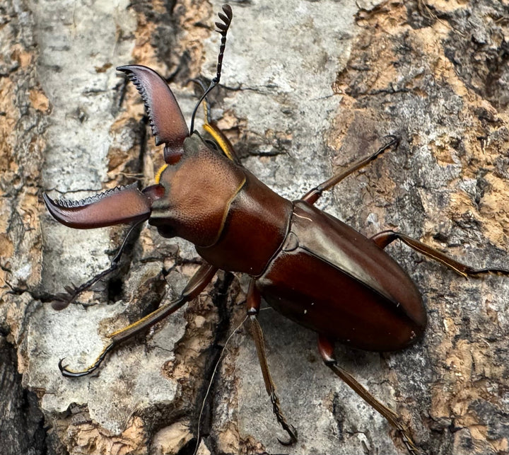 【WD】《ギラファホソアカクワガタ 31.5mm ペア》