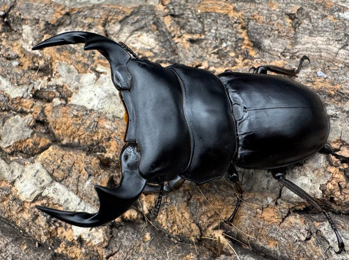 《マレーアンタエウス ドルクスマンB血統 77mm ペア》