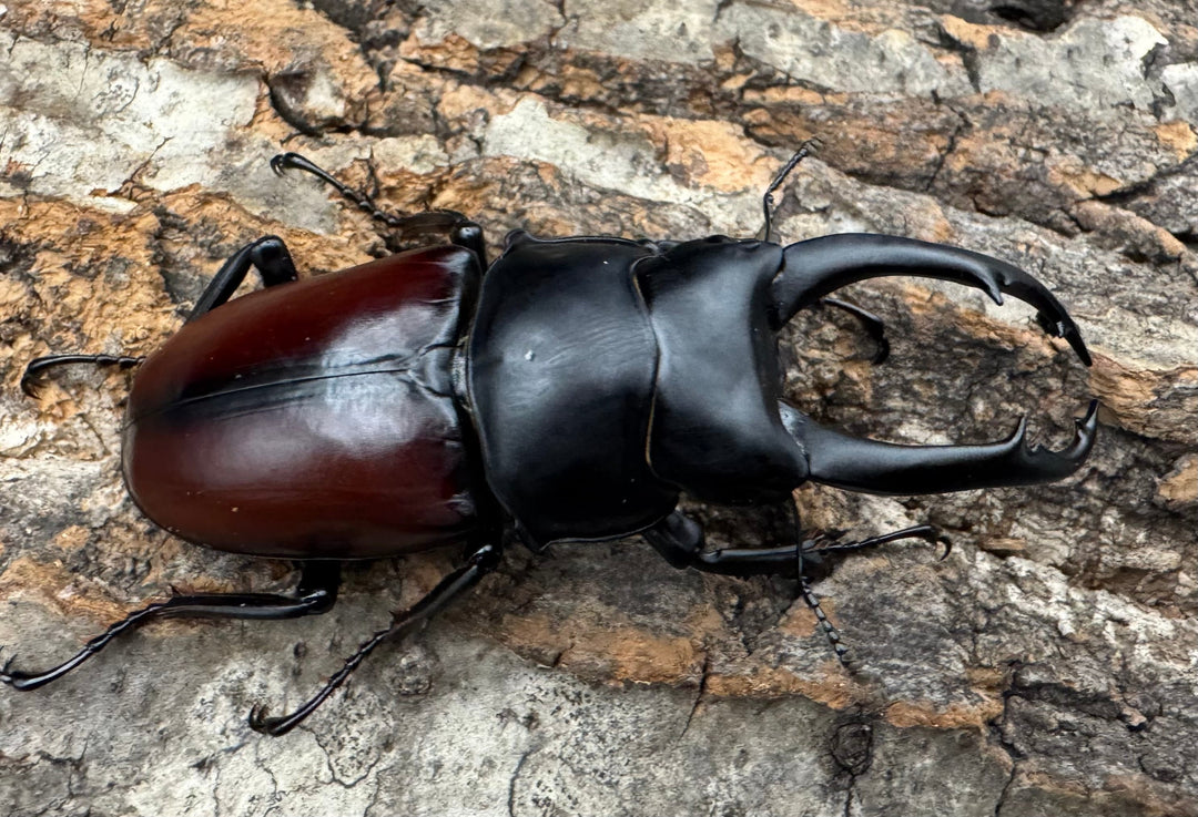 【WD】《ドンキエルコクワ原名亜種 70.5mm ペア》