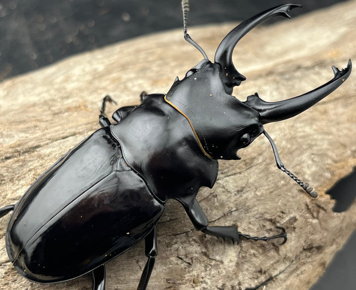 【WD】《ダールマンツヤクワガタ亜種celebensis 82.5mm ペア》