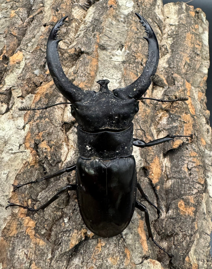 【WD】《リノケロスフタマタクワガタ 80mm ペア》