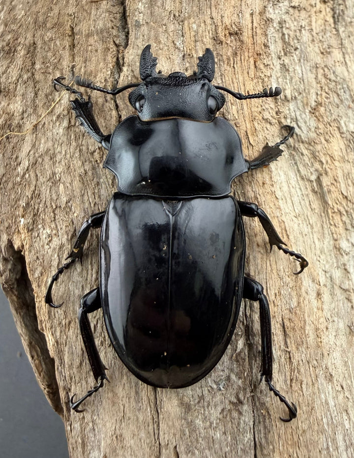 【WD】《ダールマンツヤクワガタ亜種セレベンシス 82mm ペア》