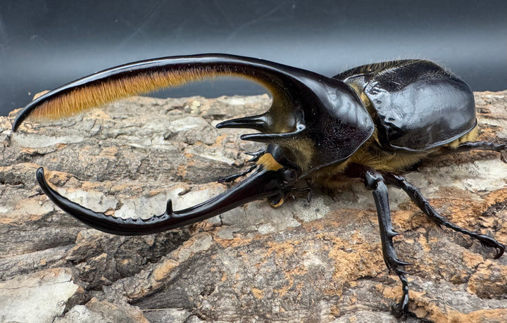 《ネプチューンオオカブト 132mm ペア》